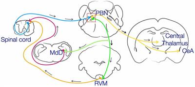 The Spino-Parabrachial Pathway for Itch